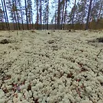 Dyyni - Oulujaervi Manamansalo Vaala
