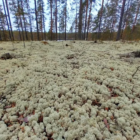 Dyyni - Oulujaervi Manamansalo Vaala