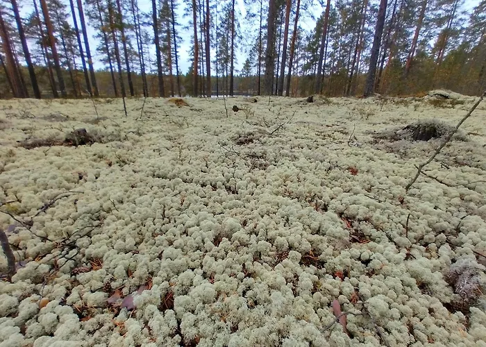 Dyyni - Oulujaervi Manamansalo Vaala